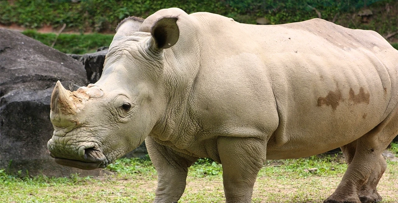 Zoo Negara & Panda Conservation Centre Malaysia Category